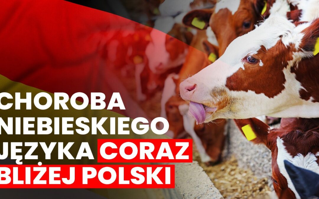 Choroba niebieskiego jezyka